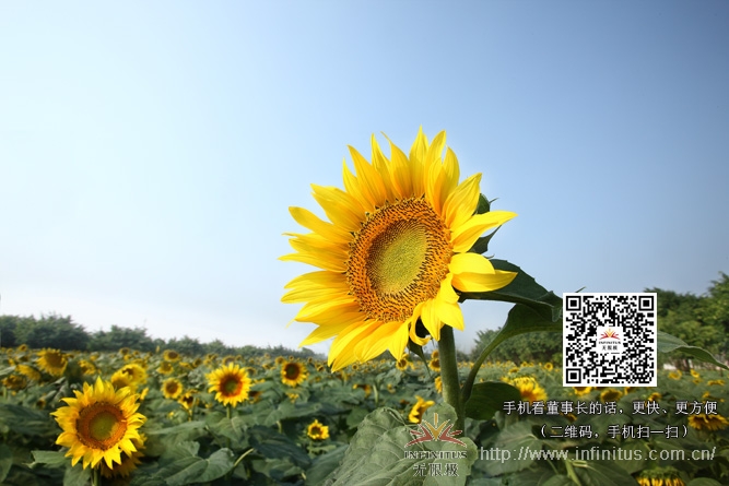 直銷專業(yè)網,無限極